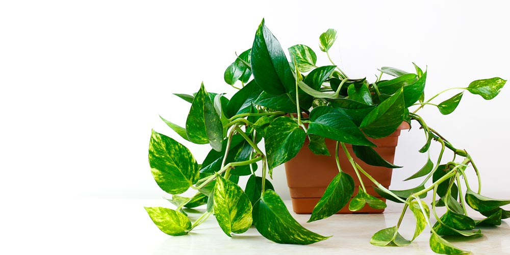 cuidar las plantas de interior puede parecer una tarea abrumadora, descubramos juntos cómo darle un toque verde a tu hogar sin estrés.