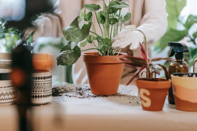 Jardinería para principiantes.