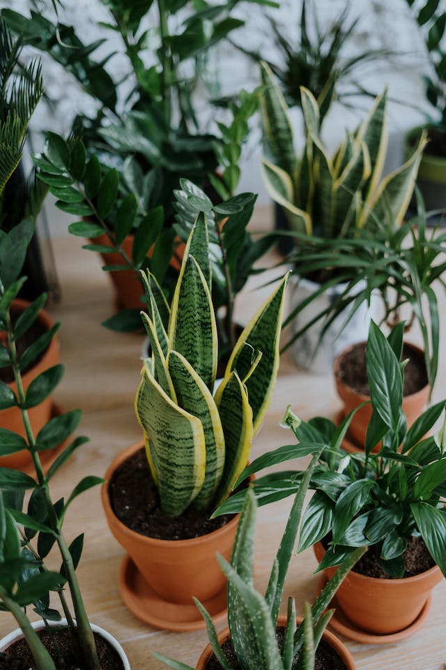 Las plantas y flores son elementos que aportan vida, color y frescura, un jardín interior en casa estar en contacto con la naturaleza.