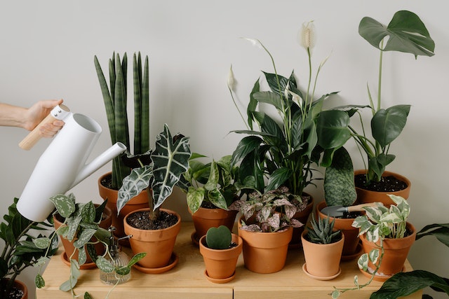 Te gustaría tener un jardín , pero no dispones de mucho espacio, no te preocupes, hay muchas formas de crear un rincón verde y acogedor
