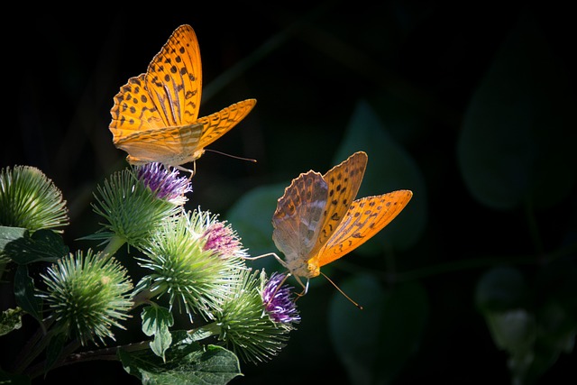 jardín de mariposas en casa, conocer los cuidados, plantas y otros elementos que puedes agregar para atraer a estos hermosos insectos.