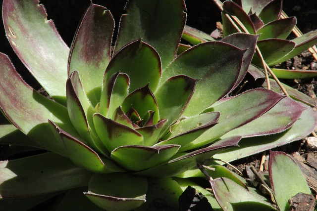 Decorar tu hogar con verde y sin gastar mucha agua es un reto a la hora de incorporar plantas en nuestros espacios.