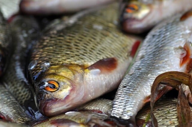 El pescado fresco a domicilio es una opción para el consumidor. Sin embargo, genera dudas sobre la frescura y la seguridad del producto. 