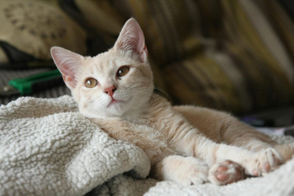 gato blanco, 7 señales de que tu gato te ama