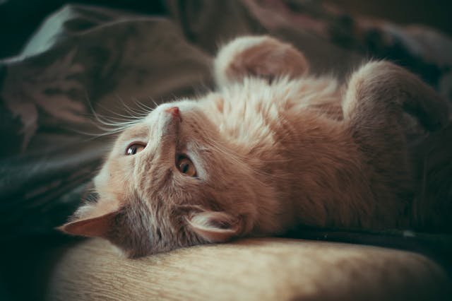 7 señales de que tu gato te ama