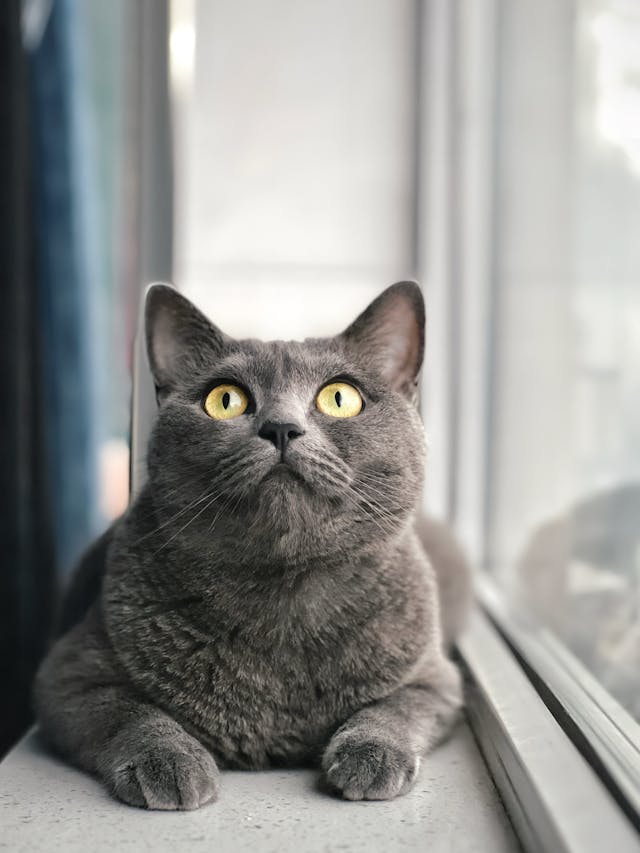 7 señales de que tu gato te ama